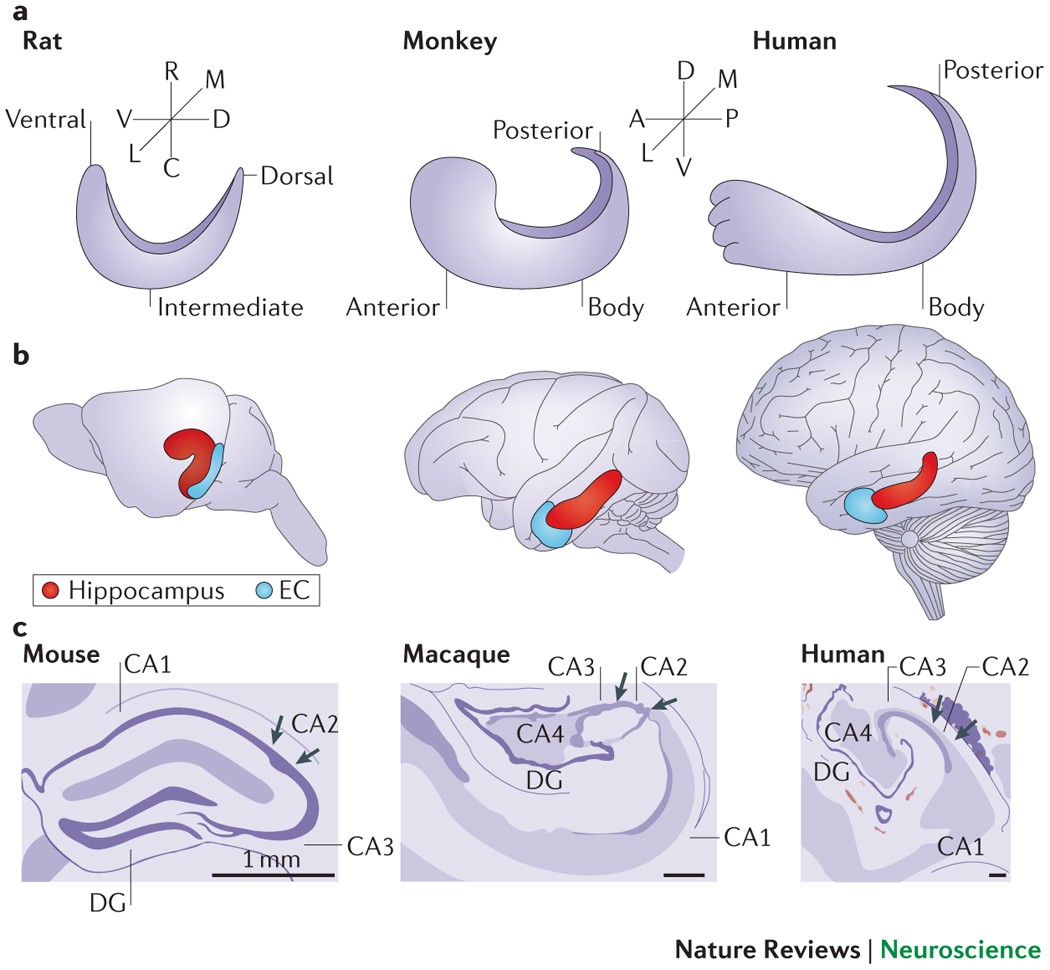 Повреждение гиппокампа. Гиппокамп (Hippocampus. Анатоми́я и строение гиппокампа.