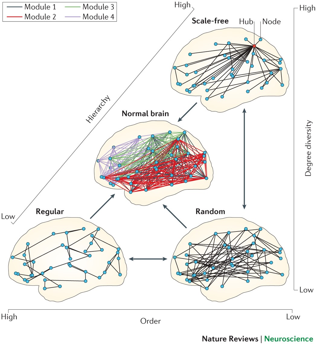 Brain Sciences, Free Full-Text