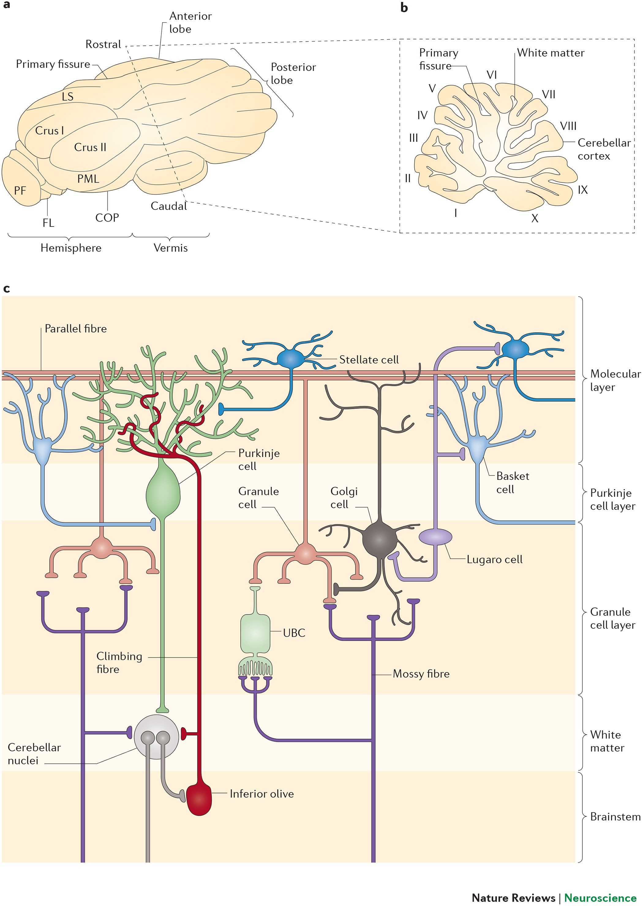 Purkinje cell dopaminergic inputs to astrocytes regulate cerebellar-dependent behavior