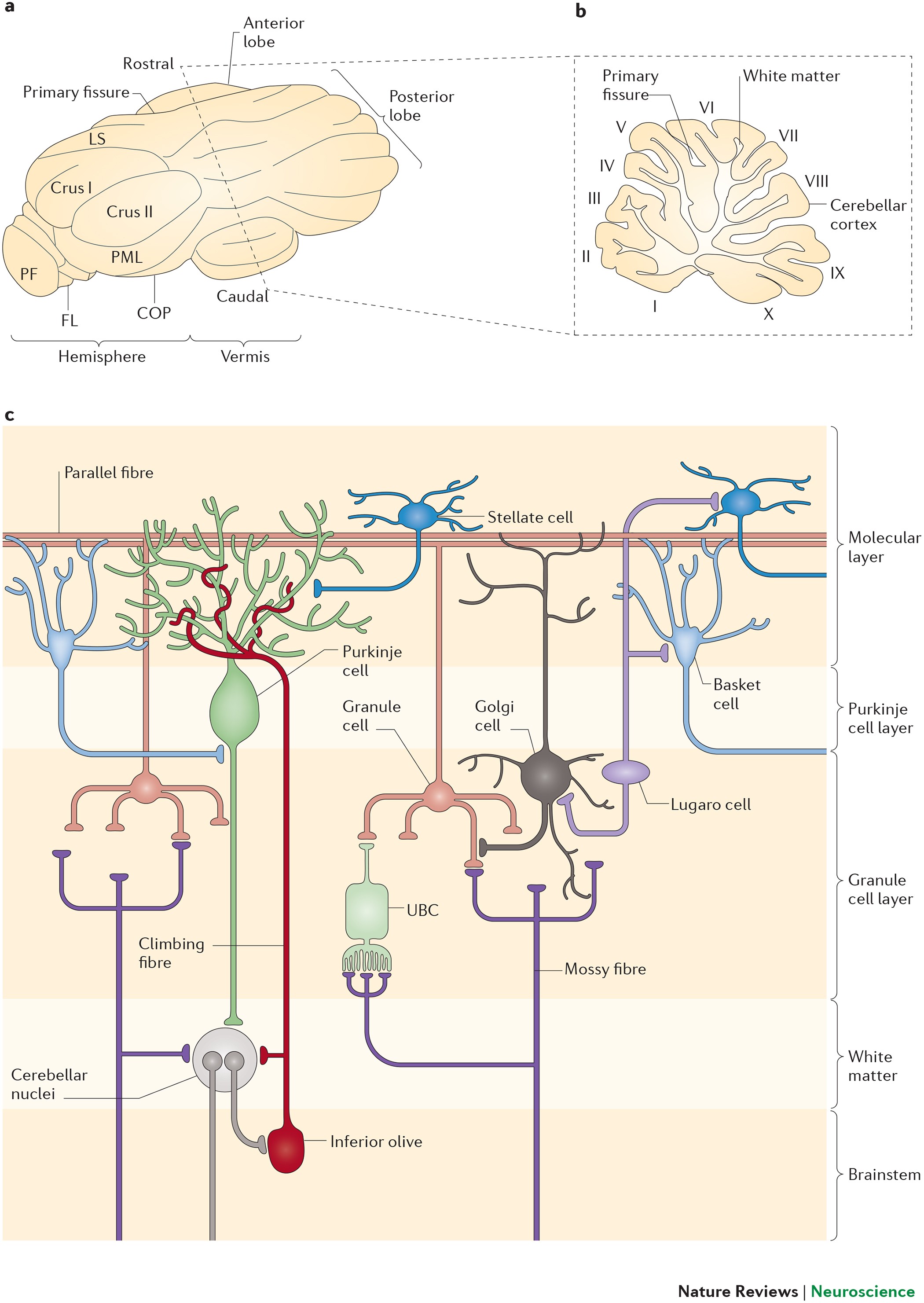 Purkinje cell dopaminergic inputs to astrocytes regulate  cerebellar-dependent behavior