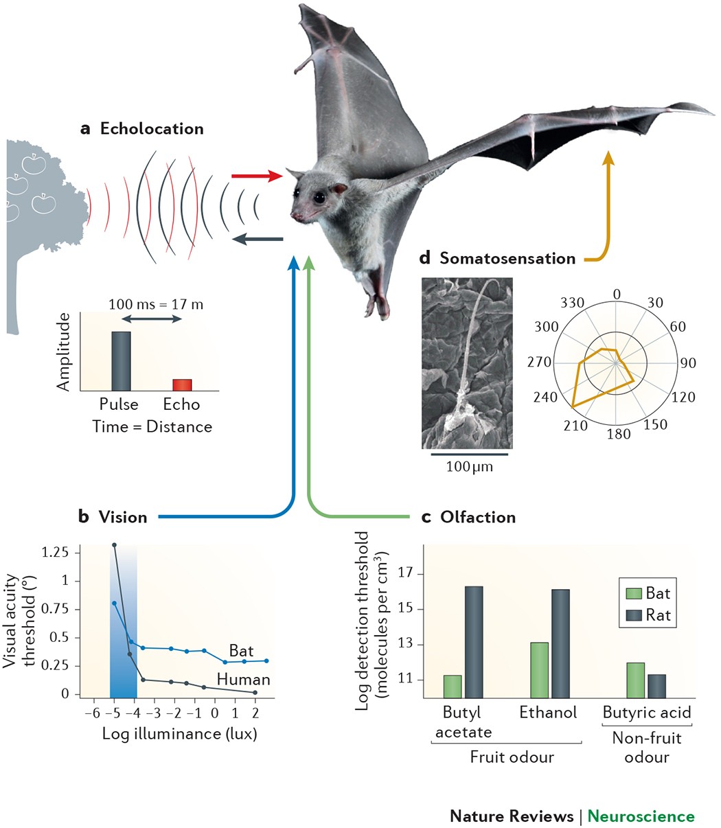 Spatial cognition in bats and rats: from sensory acquisition to multiscale  maps and navigation | Nature Reviews Neuroscience