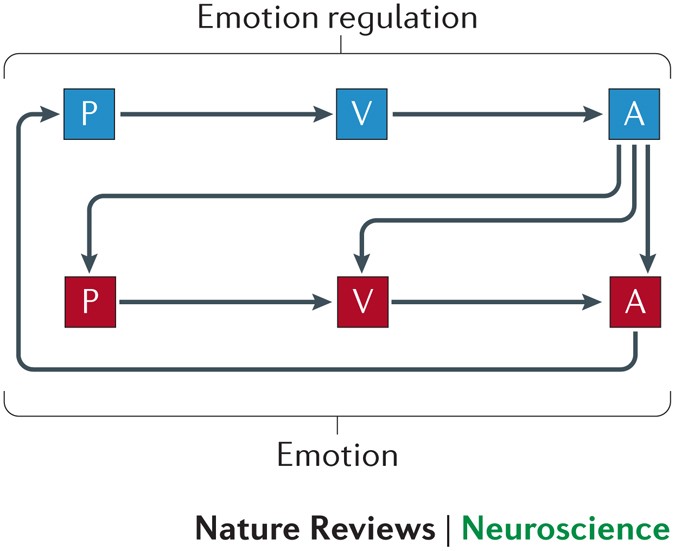The Neural Bases Of Emotion Regulation Nature Reviews Neuroscience