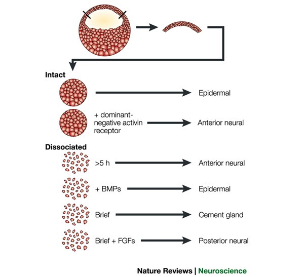 Neural induction, the default model and embryonic stem cells | Nature  Reviews Neuroscience