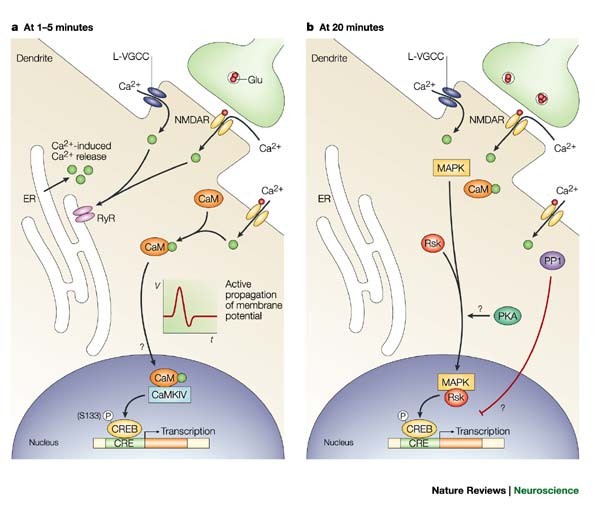 Transcriptional control of aspartate kinase expression during