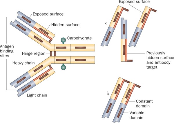 reference Baglæns dyb Serum free light chain assessment in monoclonal gammopathy and kidney  disease | Nature Reviews Nephrology