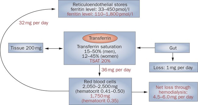 Iron supplementation to treat in with chronic kidney disease | Nature Reviews