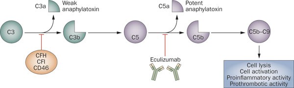 Atypical Hus Current Diagnostic And Therapeutic Approaches Nature Reviews Nephrology