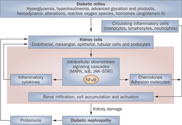 pathophysiology of diabetic nephropathy