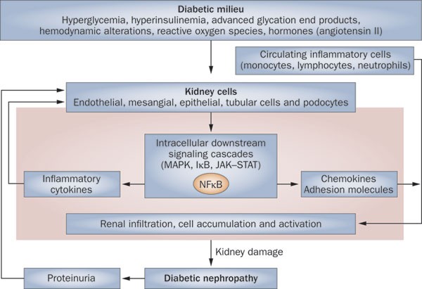 Vásárlás: Diabetes and Kidney Disease (ISBN: )