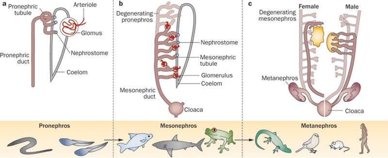Renal progenitors: an evolutionary conserved strategy for kidney  regeneration | Nature Reviews Nephrology