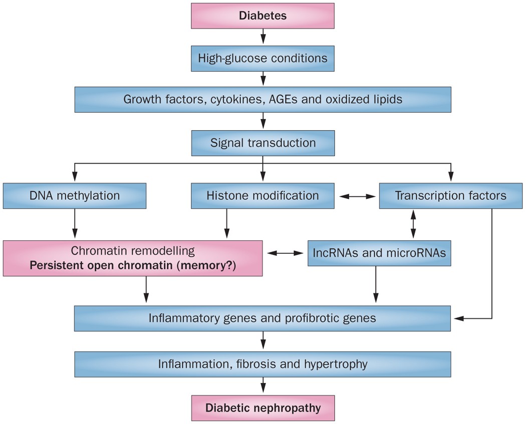 what causes diabetic nephropathy