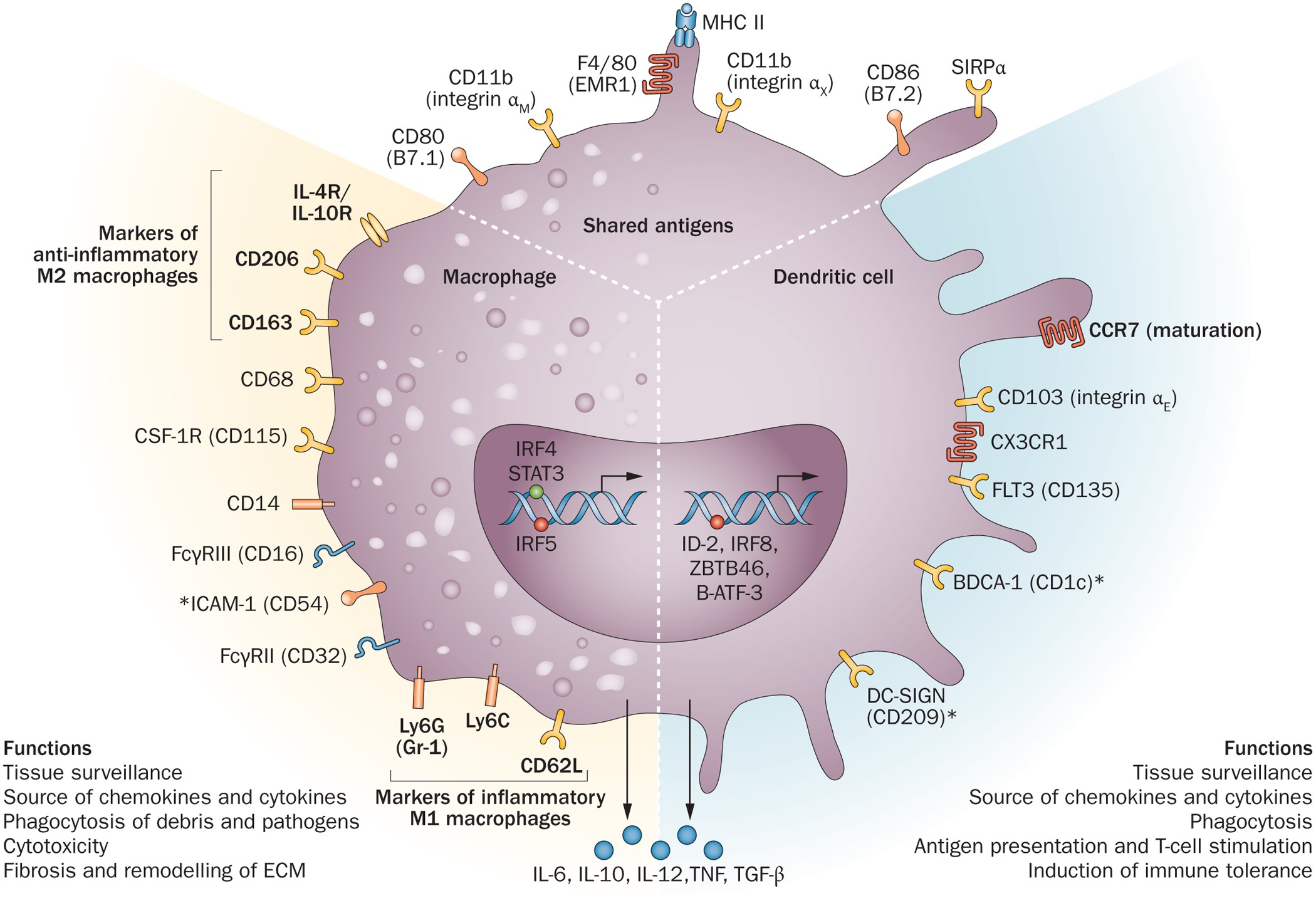 подобные отрезки. Cd11b иммунология. 1 a 1 b cd. пропорциональные отрезки. Macrophages functions.