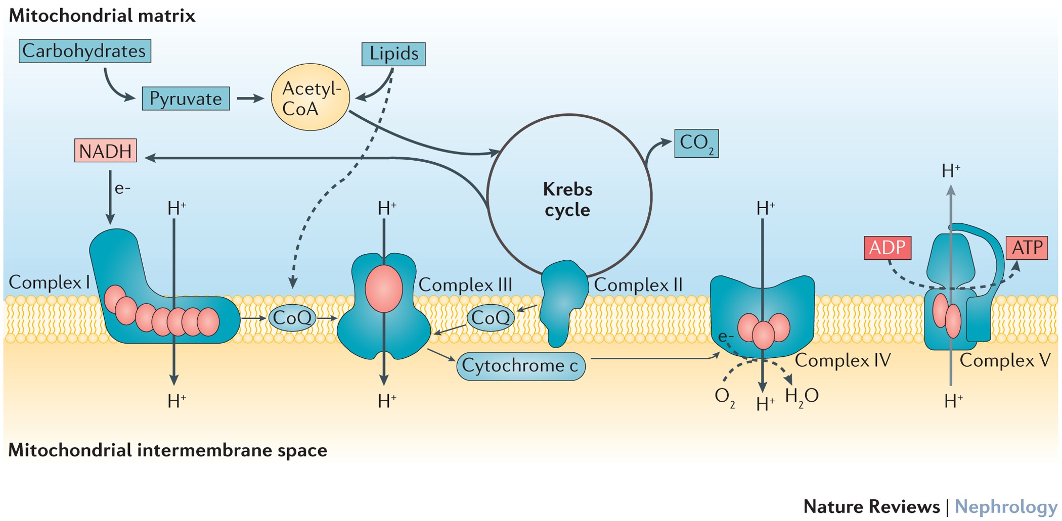 Mitochondrial dysfunction in inherited renal disease and acute kidney injury  | Nature Reviews Nephrology