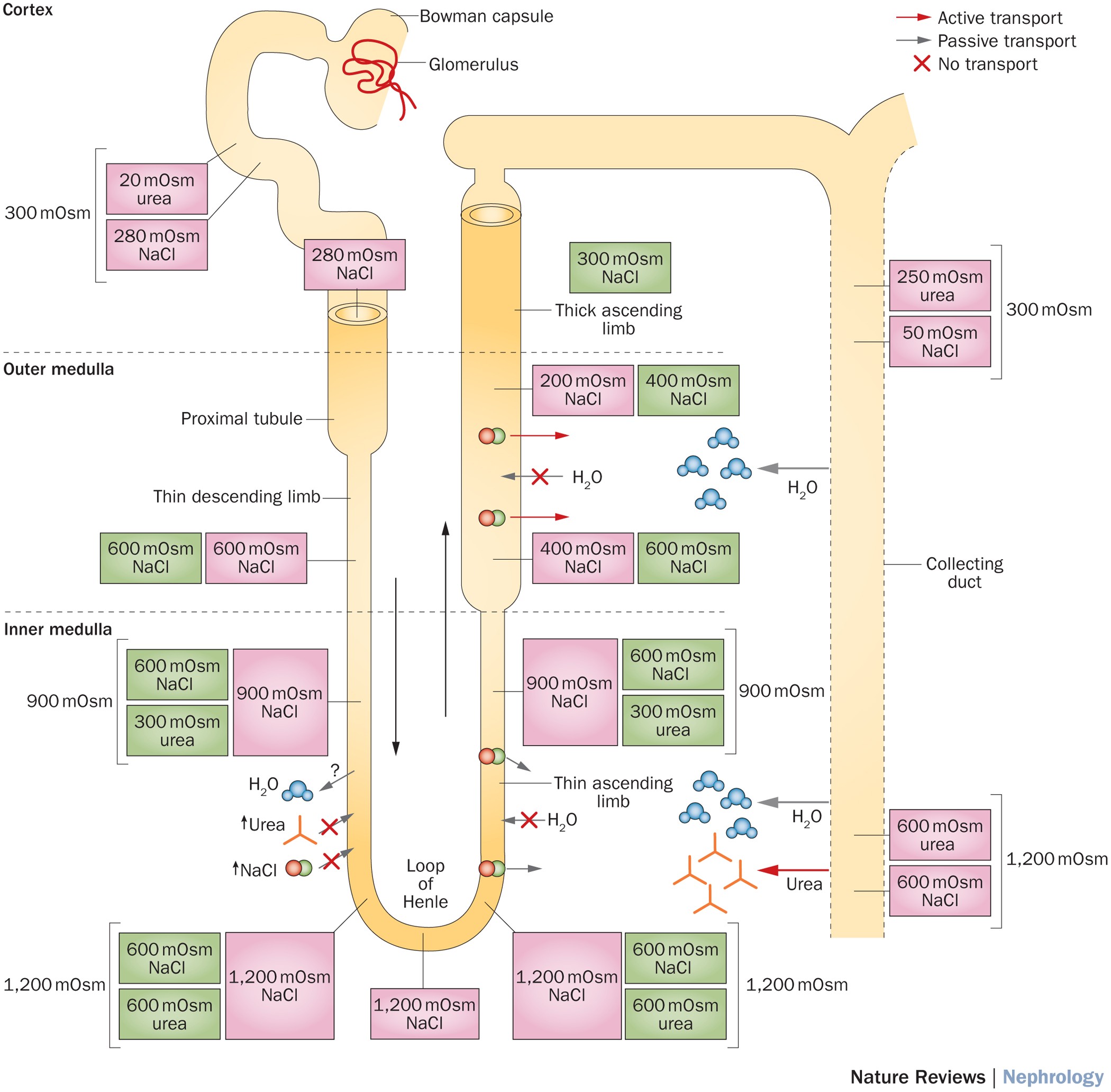 nephrogenic diabetes insipidus treatment with hydrochlorothiazide