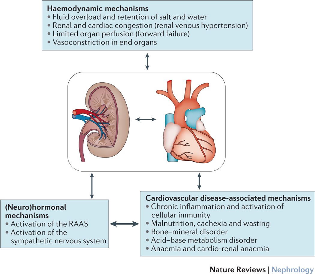 Heart failure and kidney dysfunction epidemiology, mechanisms and ...