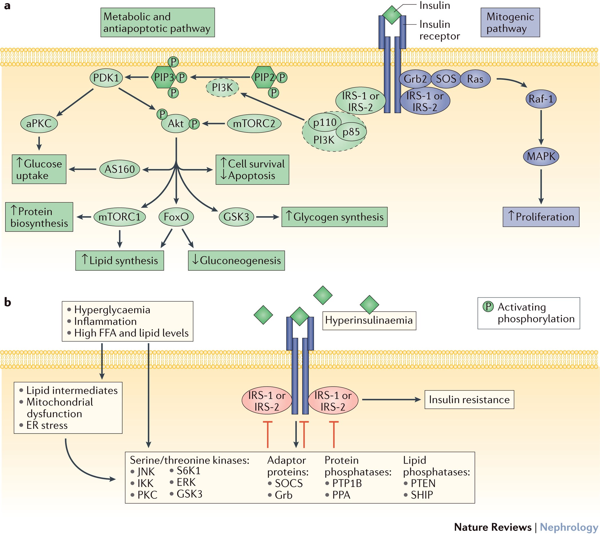 ipamorelin insulin resistance reddit The impact of insulin resistance on the kidney and vasculature