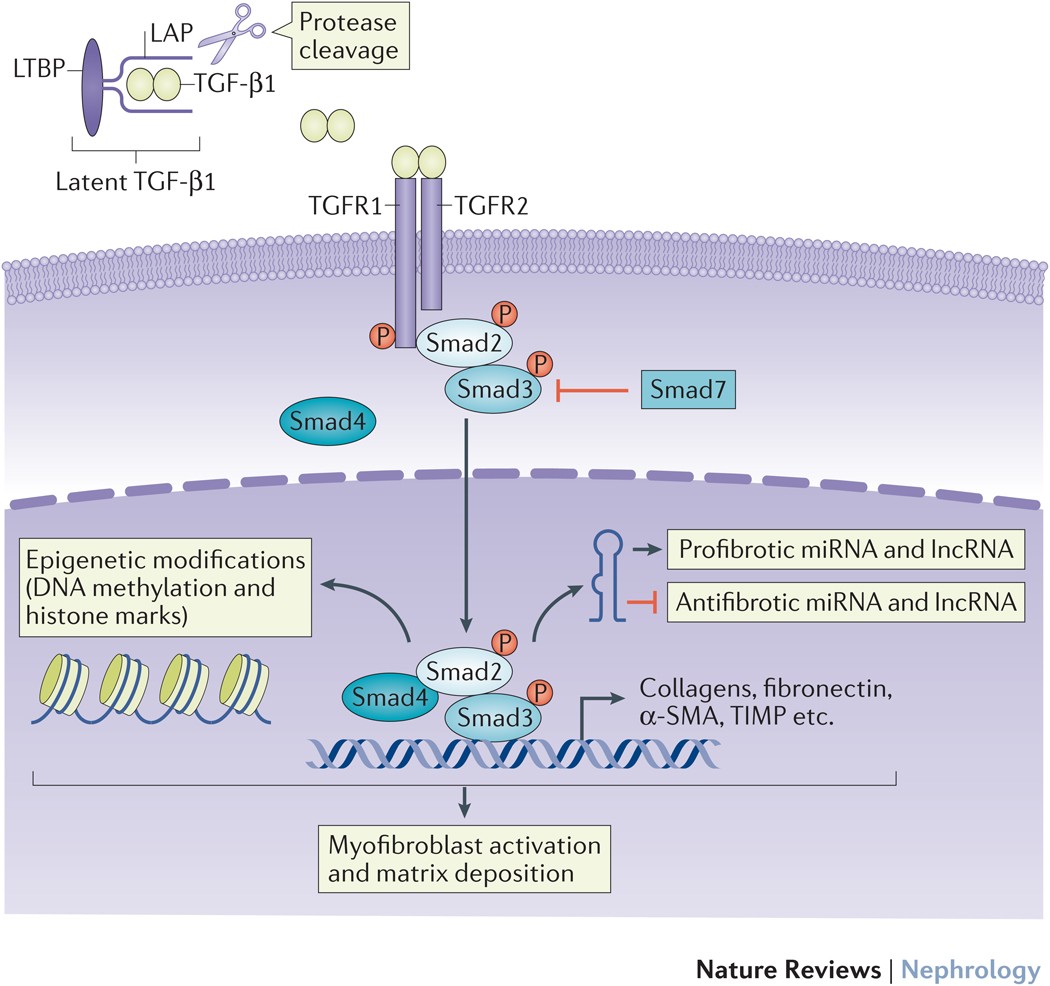 TGF-β: the master regulator of fibrosis | Nature Reviews Nephrology