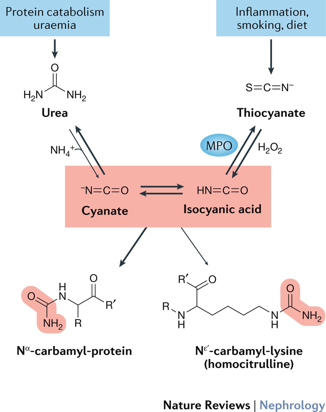 Mechanisms And Consequences Of Carbamoylation Nature Reviews Nephrology Mechanisms And Consequences Of Carbamoylation Nature Reviews Nephrology