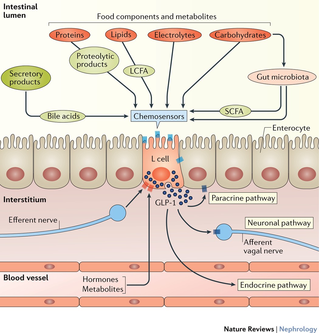 GLP-1 and the kidney: from physiology to pharmacology and outcomes in  diabetes | Nature Reviews Nephrology