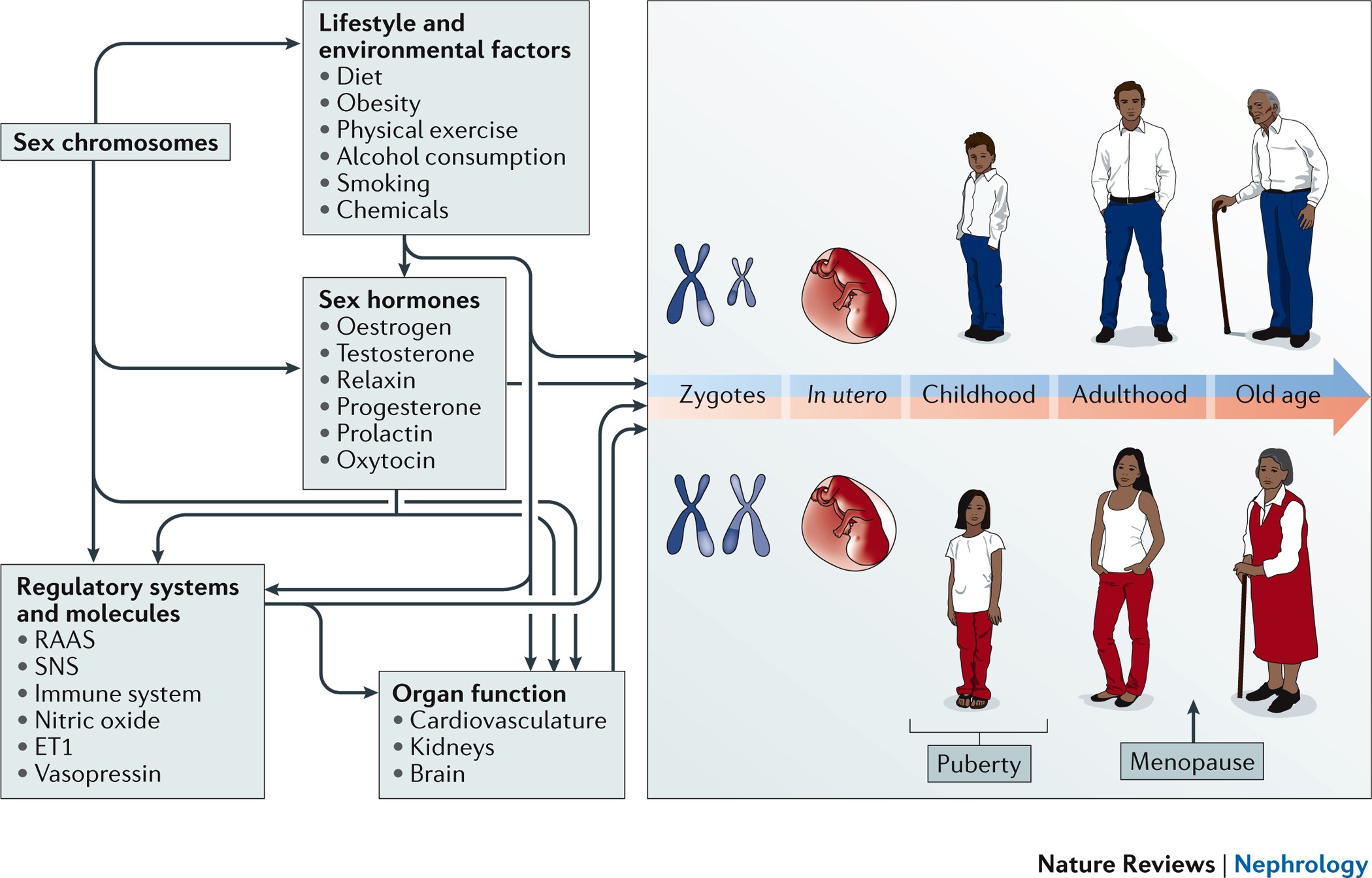 Sex-specific differences in hypertension and associated cardiovascular disease Nature Reviews Nephrology image