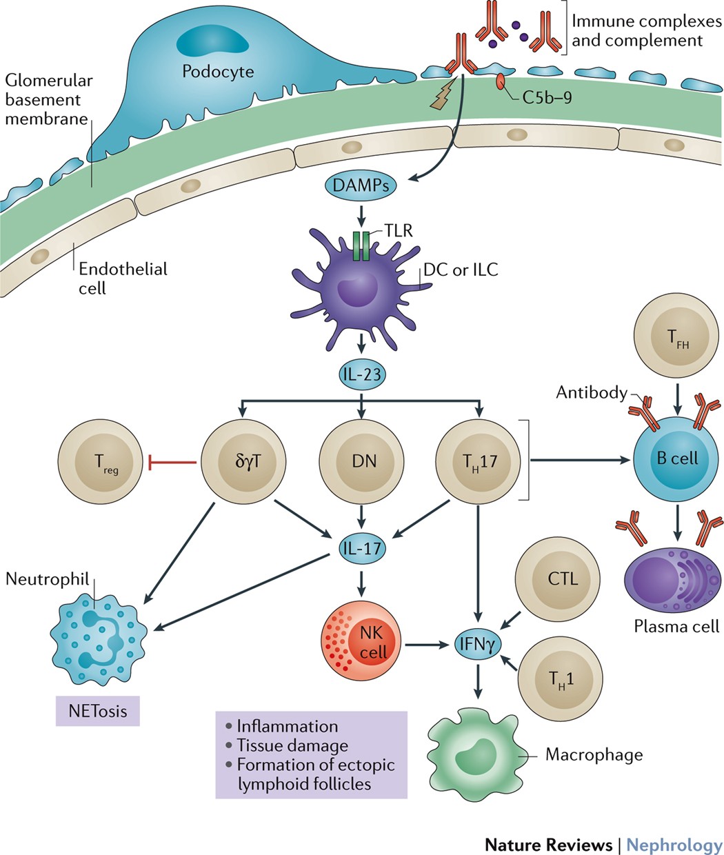t cells and autoimmune kidney disease nature reviews nephrology