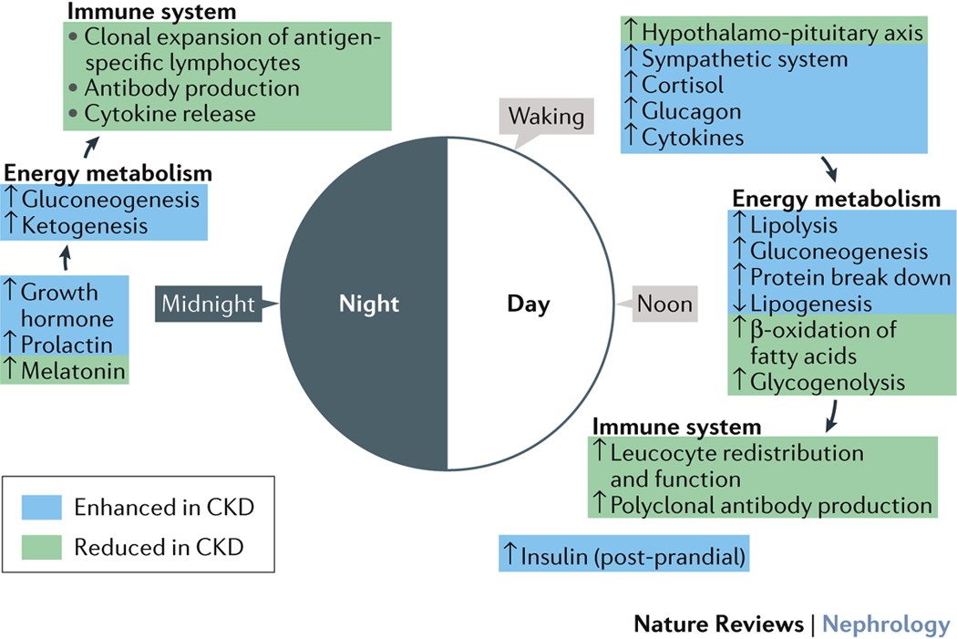 The systemic nature of CKD | Nature Reviews Nephrology