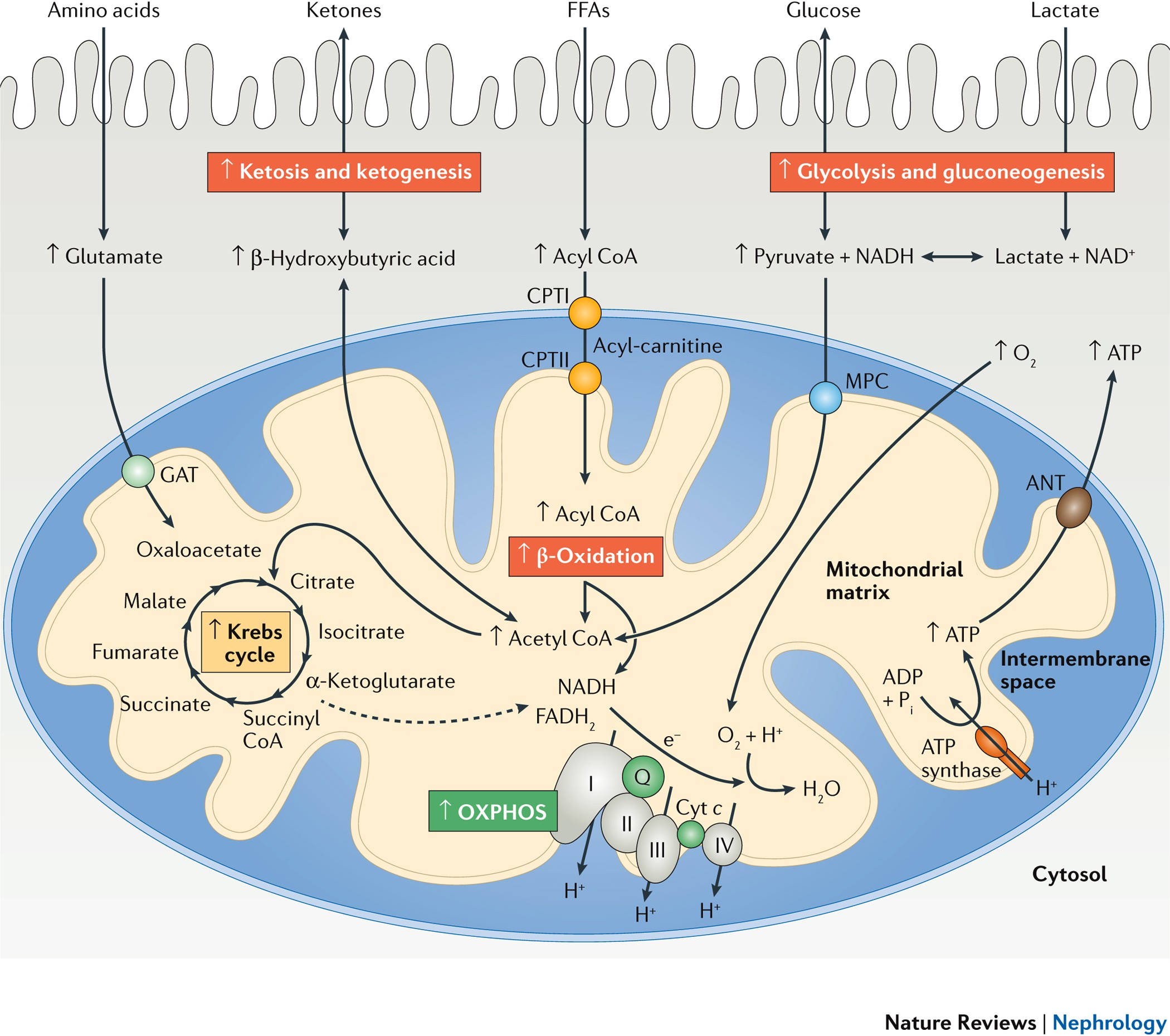 Mitochondrial Dysfunction In Diabetic Kidney Disease Nature Reviews Nephrology