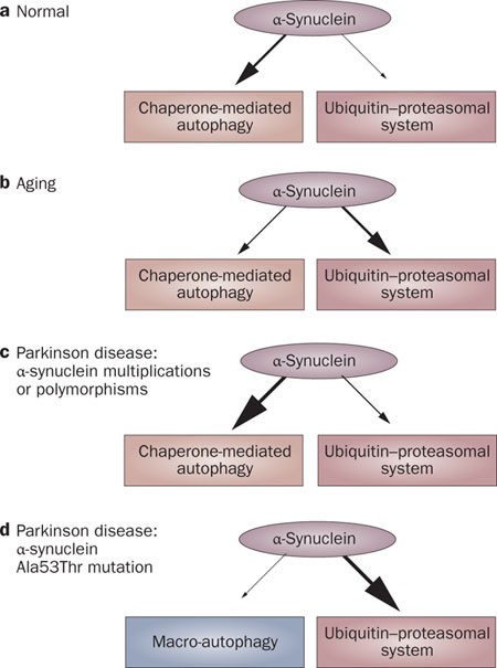 hepatic impairment and glutathione peroxidase The glutathione peroxidase reaction. a The catalytic triad that is
