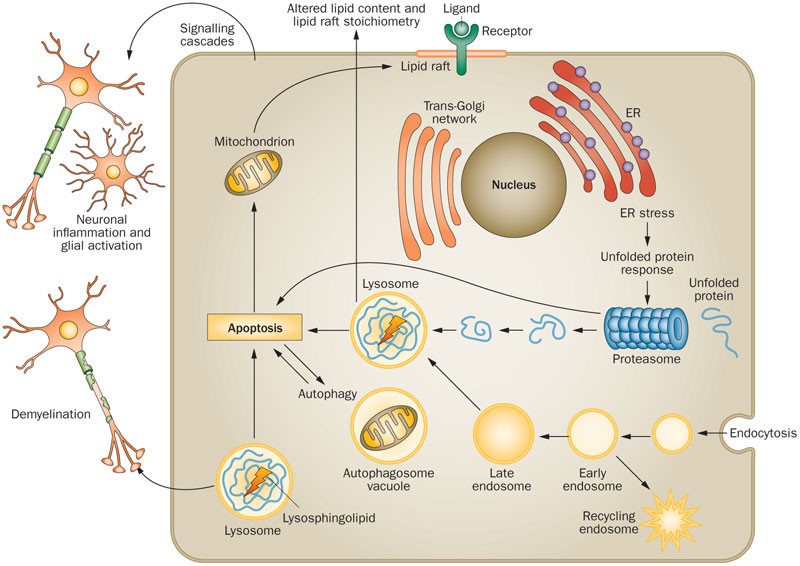 A hopeful therapy for Niemann-Pick C diseases - The Lancet