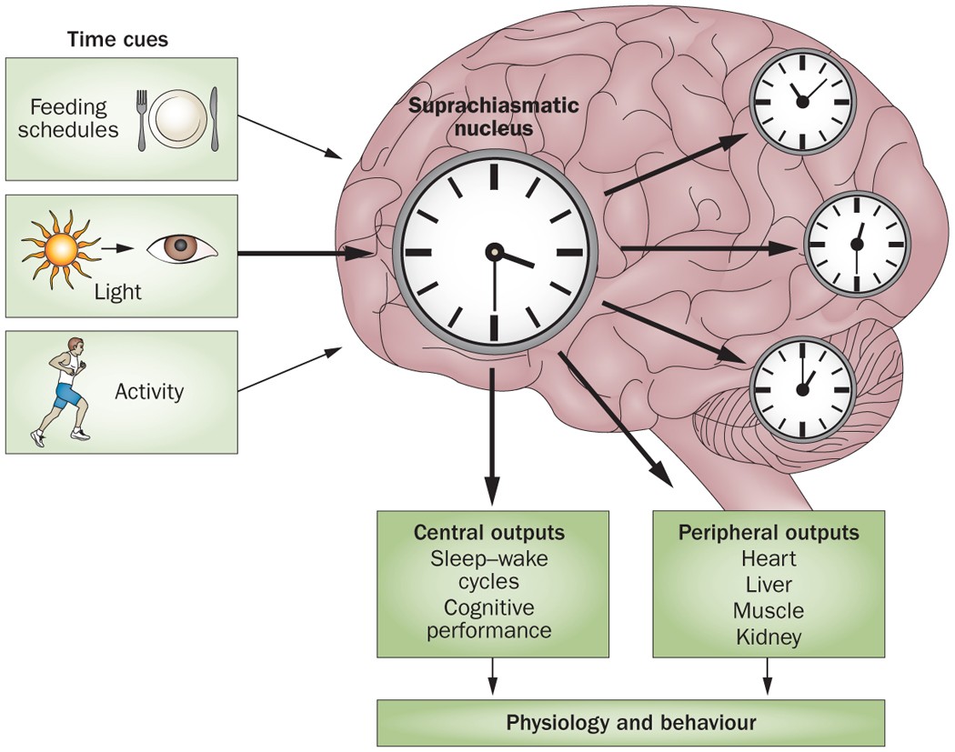 chronotypes