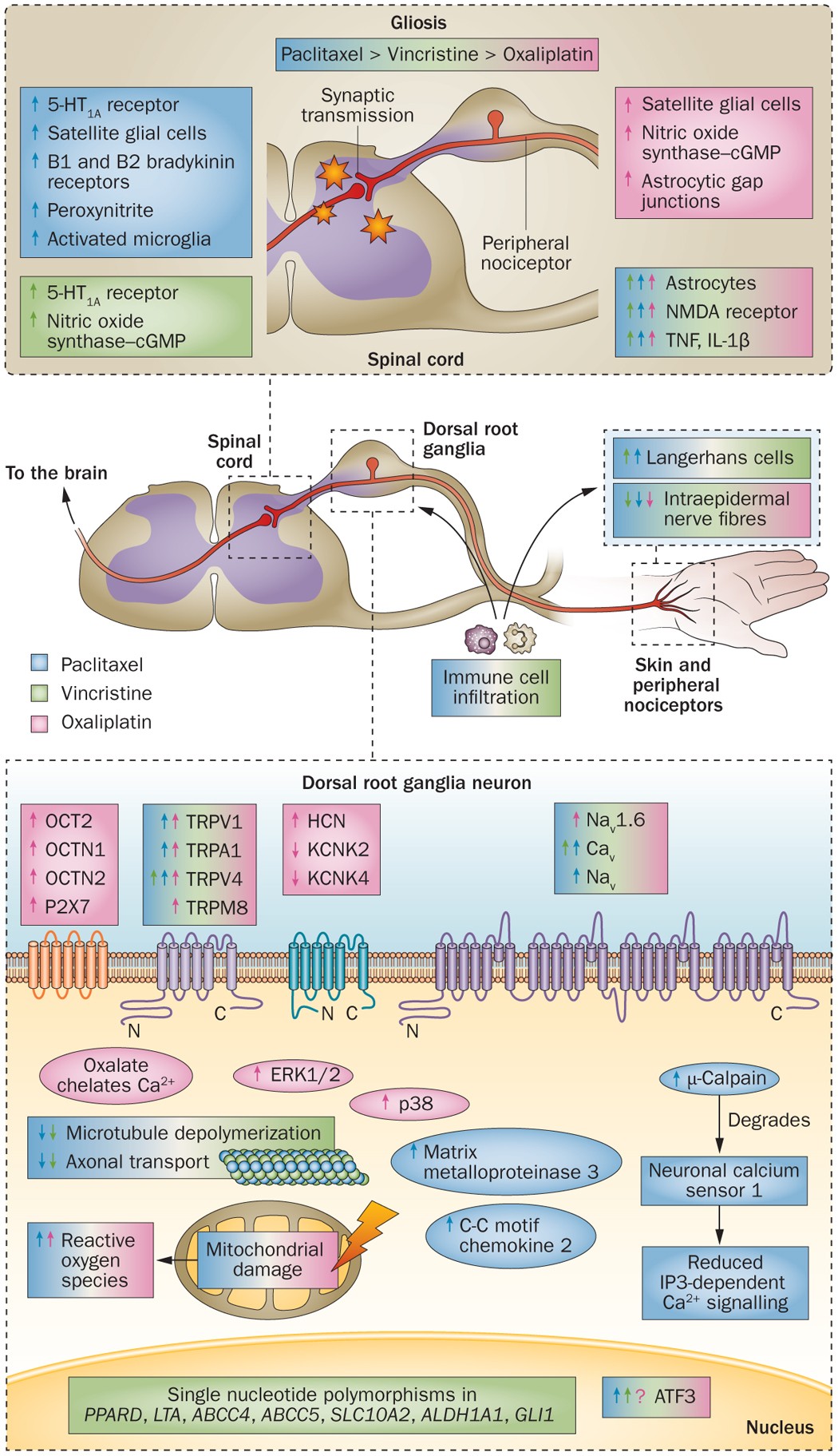 swog l-carnitine chemotherapy neuropathy Mechanism-based treatment for chemotherapy-induced peripheral neuropathic pain Frontiers | Bortezomib-induced peripheral neuropathy: