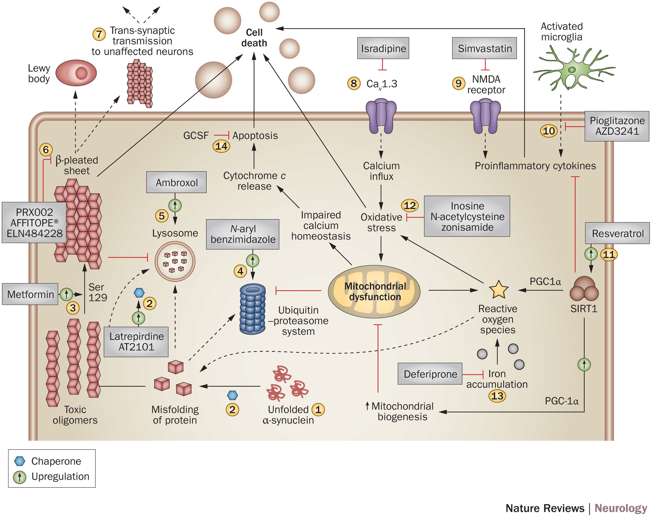 The ongoing pursuit of neuroprotective therapies in Parkinson disease |  Nature Reviews Neurology