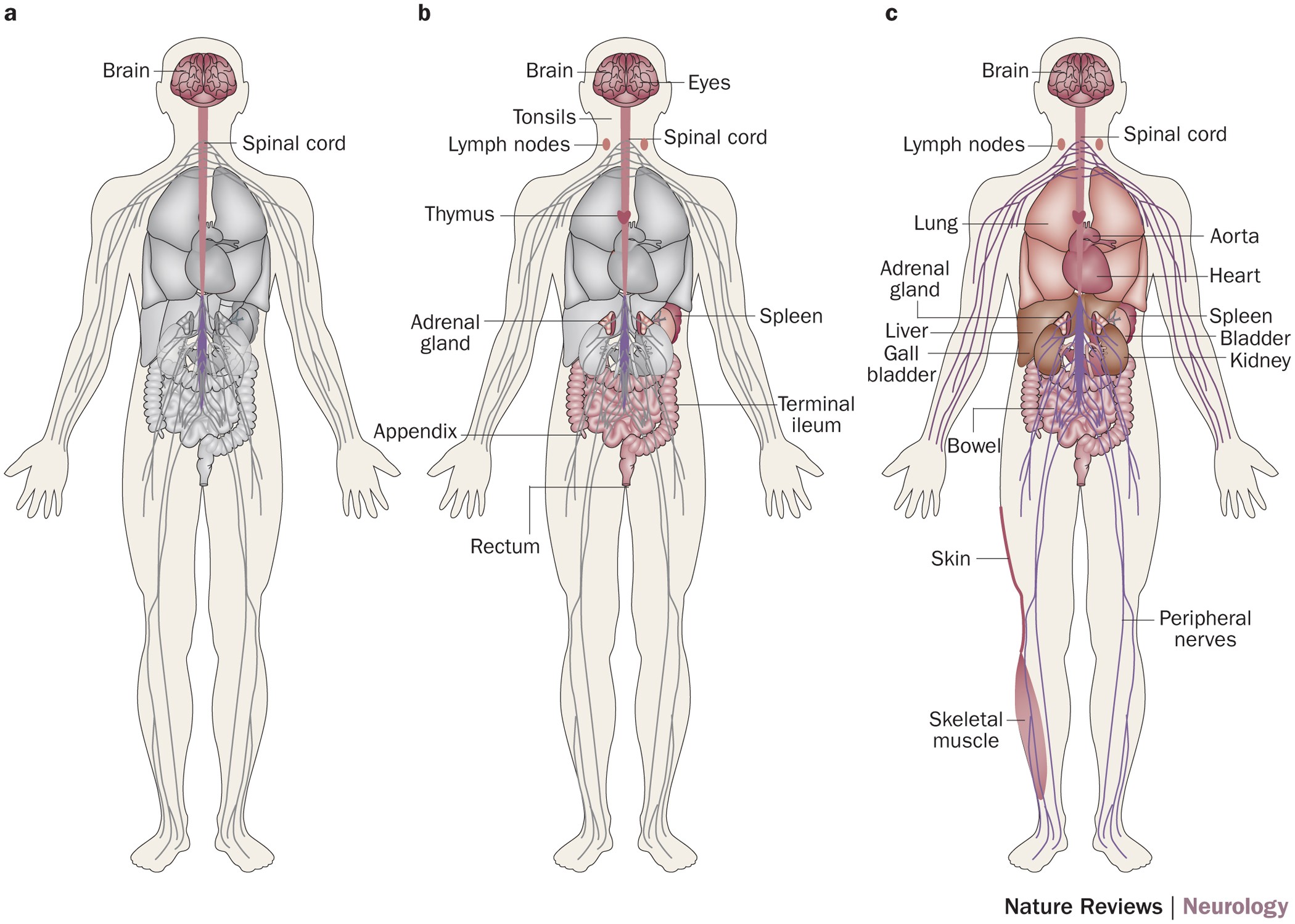 Detection of Prions in a Cadaver for Anatomical Practice