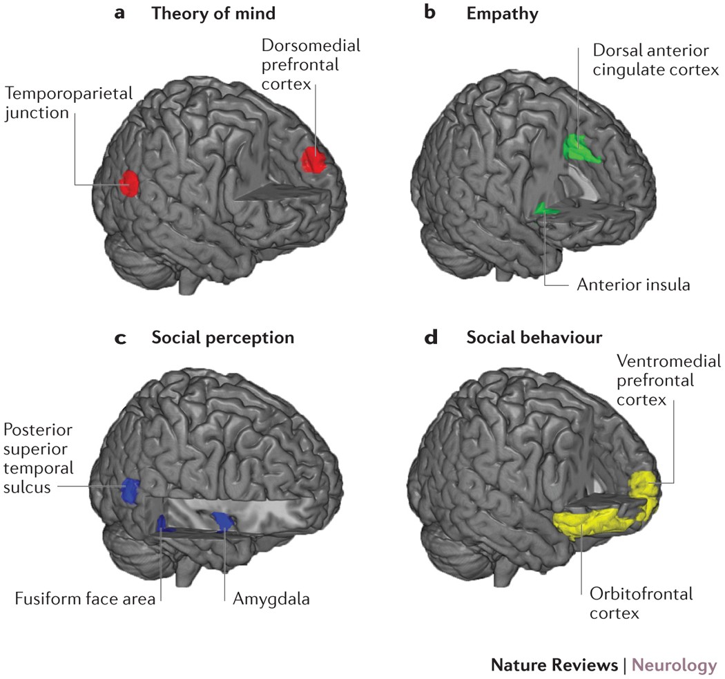 Main brain. Prefrontal Cortex. Temporoparietal Junction. Dorsomedial prefrontal Cortex.