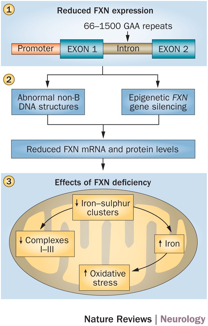 glutathione mthfr reddit Metabolism Meets Translation: Dietary and Metabolic Influences on tRNA  Modifications and Codon Biased Translation - Rashad - 2025 - WIREs RNA