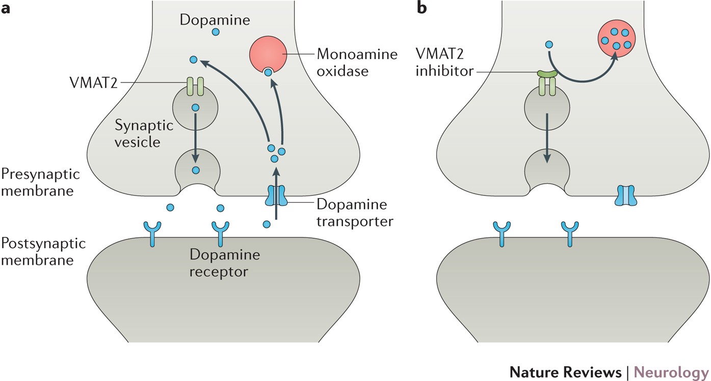 Допамин механизм действия. Vmat2. Ген vmat2. Механизм действия допамина. Monoamine oxidase.