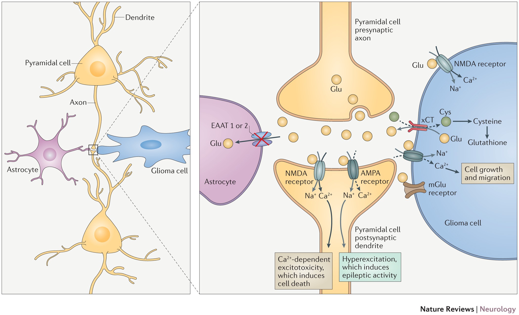 Seizures and gliomas — towards a single therapeutic approach