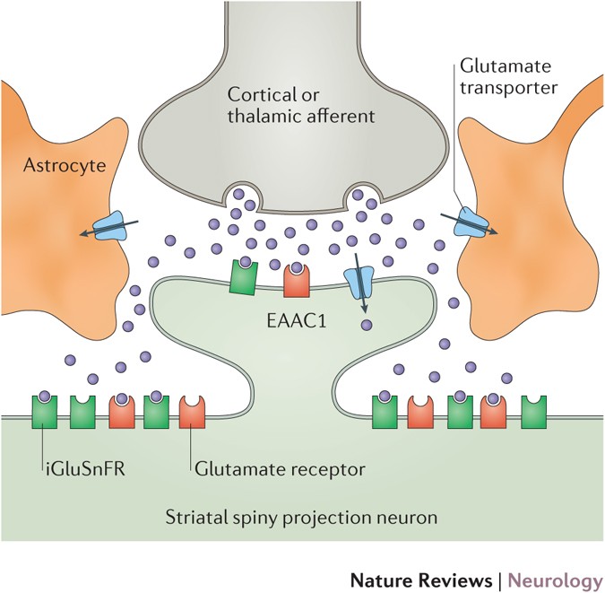 New study challenges the hypothesis of glutamate transporter dysfunction in  Huntington disease | Nature Reviews Neurology