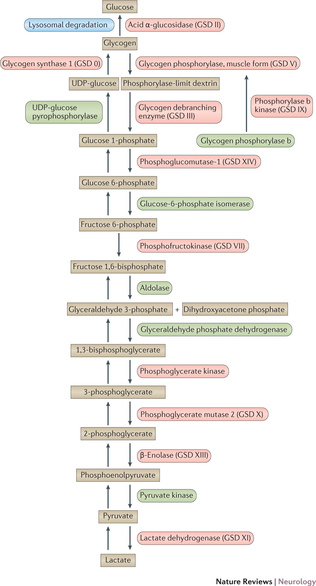 Skeletal muscle disorders of glycogenolysis and glycolysis | Nature Reviews  Neurology, image size:1050x1947