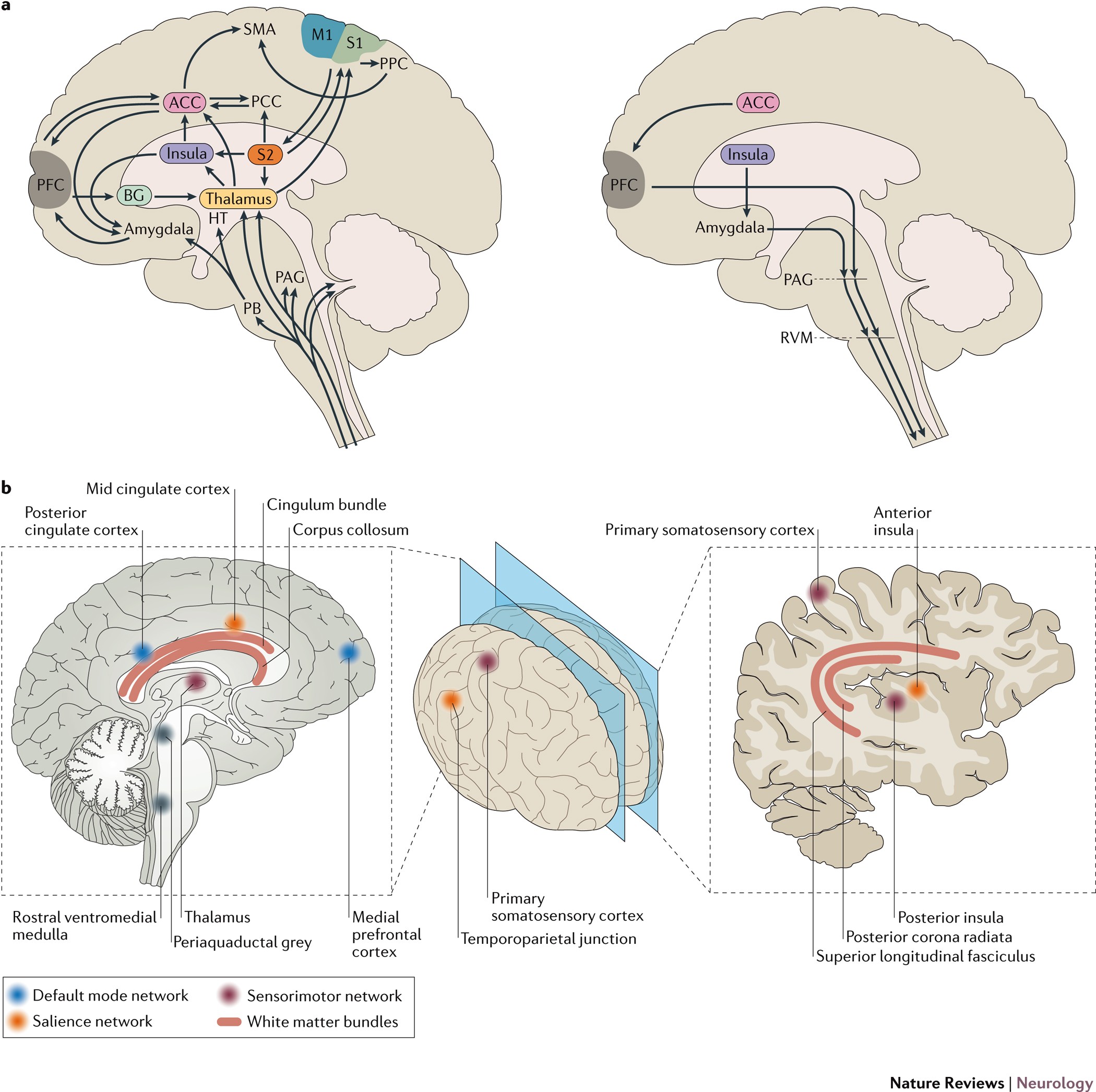 Chronic Pain Linked to Brain Signals in Orbitofrontal Cortex - The