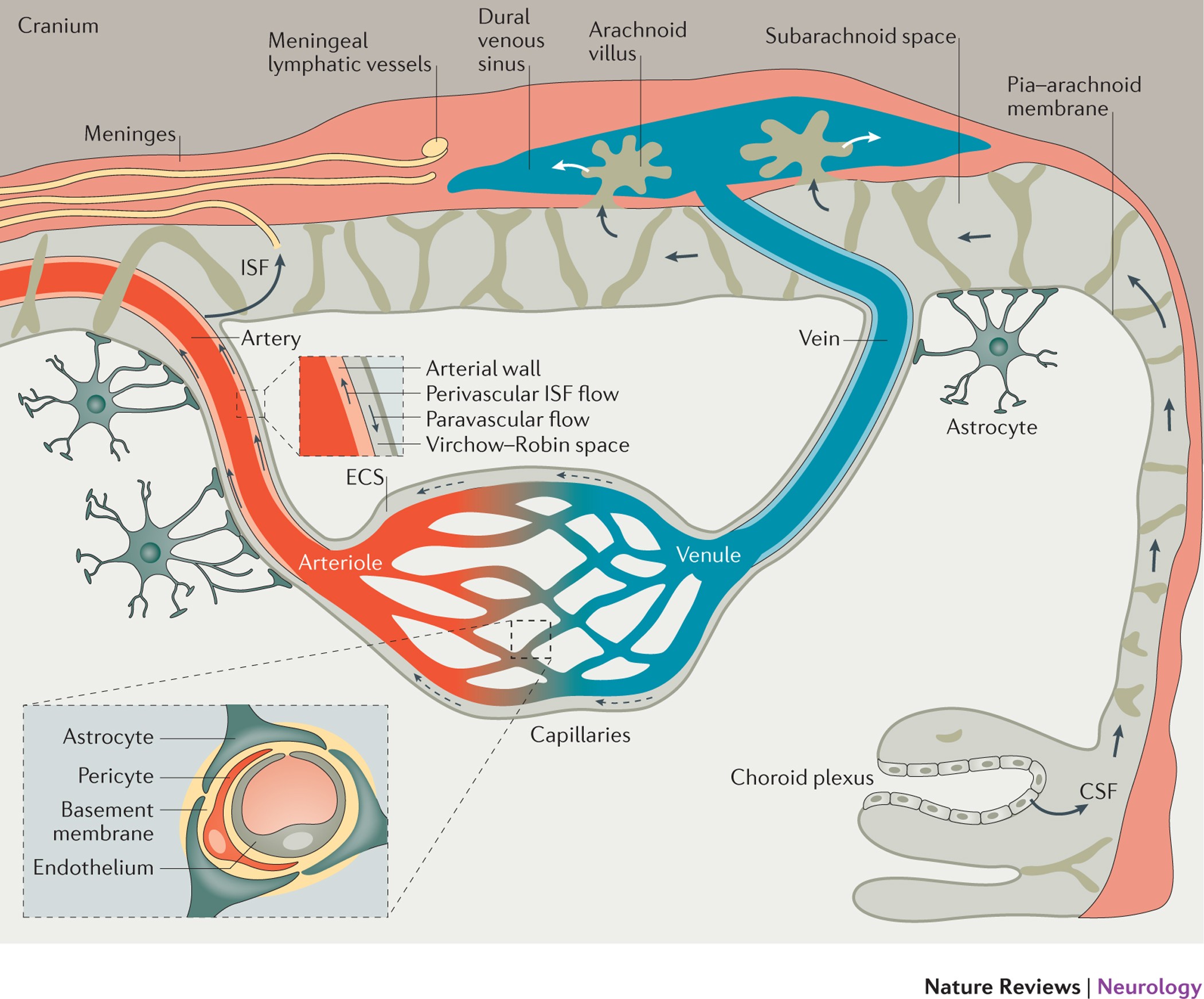 Blood–brain barrier breakdown in Alzheimer disease and other  neurodegenerative disorders | Nature Reviews Neurology