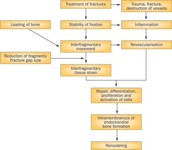 Fracture Healing Under Healthy And Inflammatory Conditions Nature Reviews Rheumatology