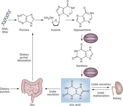 Uric acid as a danger signal in gout and its comorbidities | Nature Reviews Rheumatology Uric acid as a danger signal in gout and its comorbidities | Nature Reviews Rheumatology