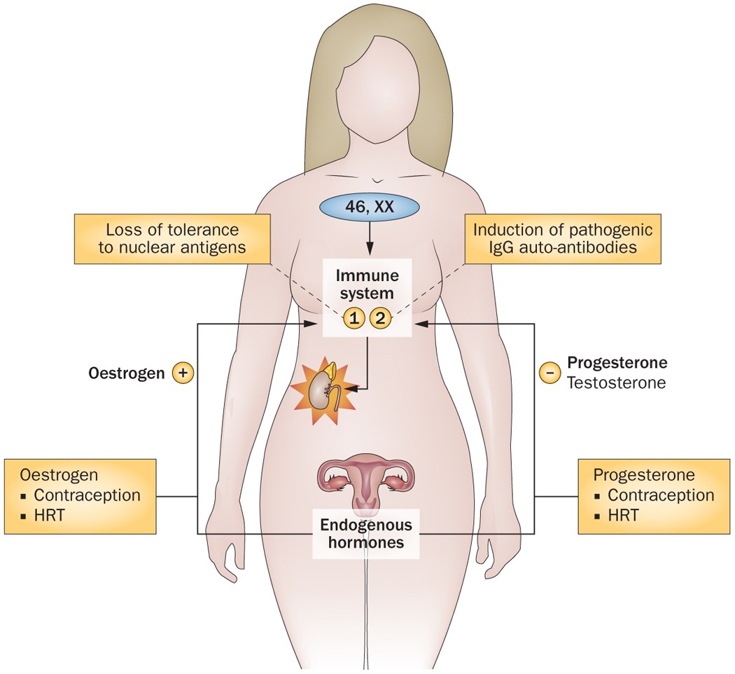 The Progesterone Paradox - How Hormones Can Affect Women's Training – 1 Up  Nutrition