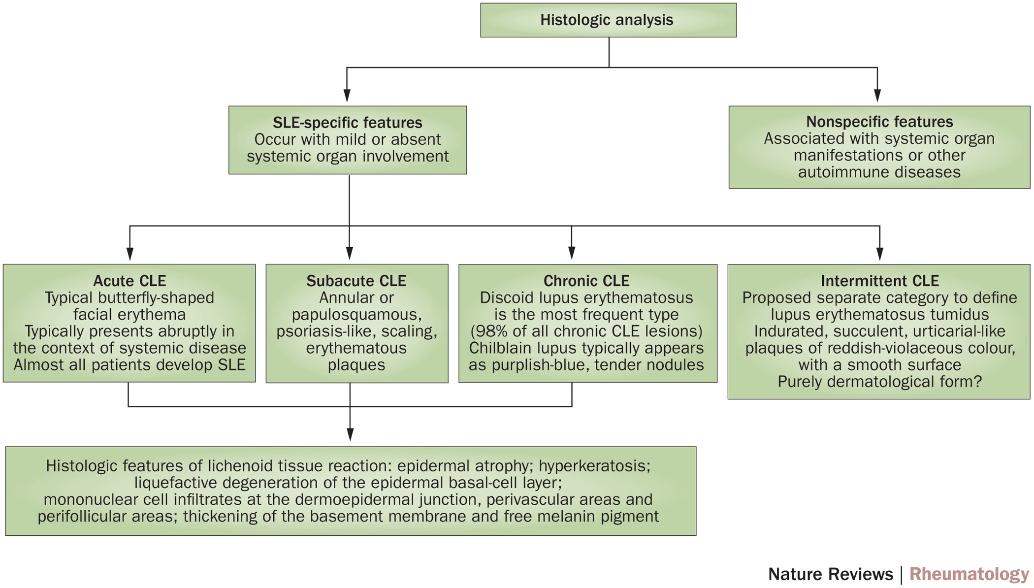 Pathogenesis and targeted treatment of skin injury in SLE | Nature Reviews  Rheumatology