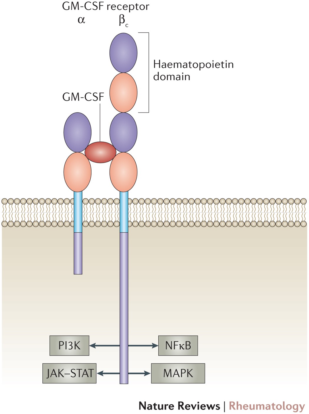 Targeting GM-CSF in inflammatory diseases | Nature Reviews ...