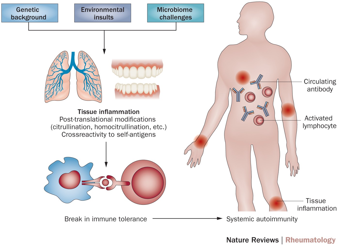 Frontiers  Citrullination of Proteins as a Specific Response