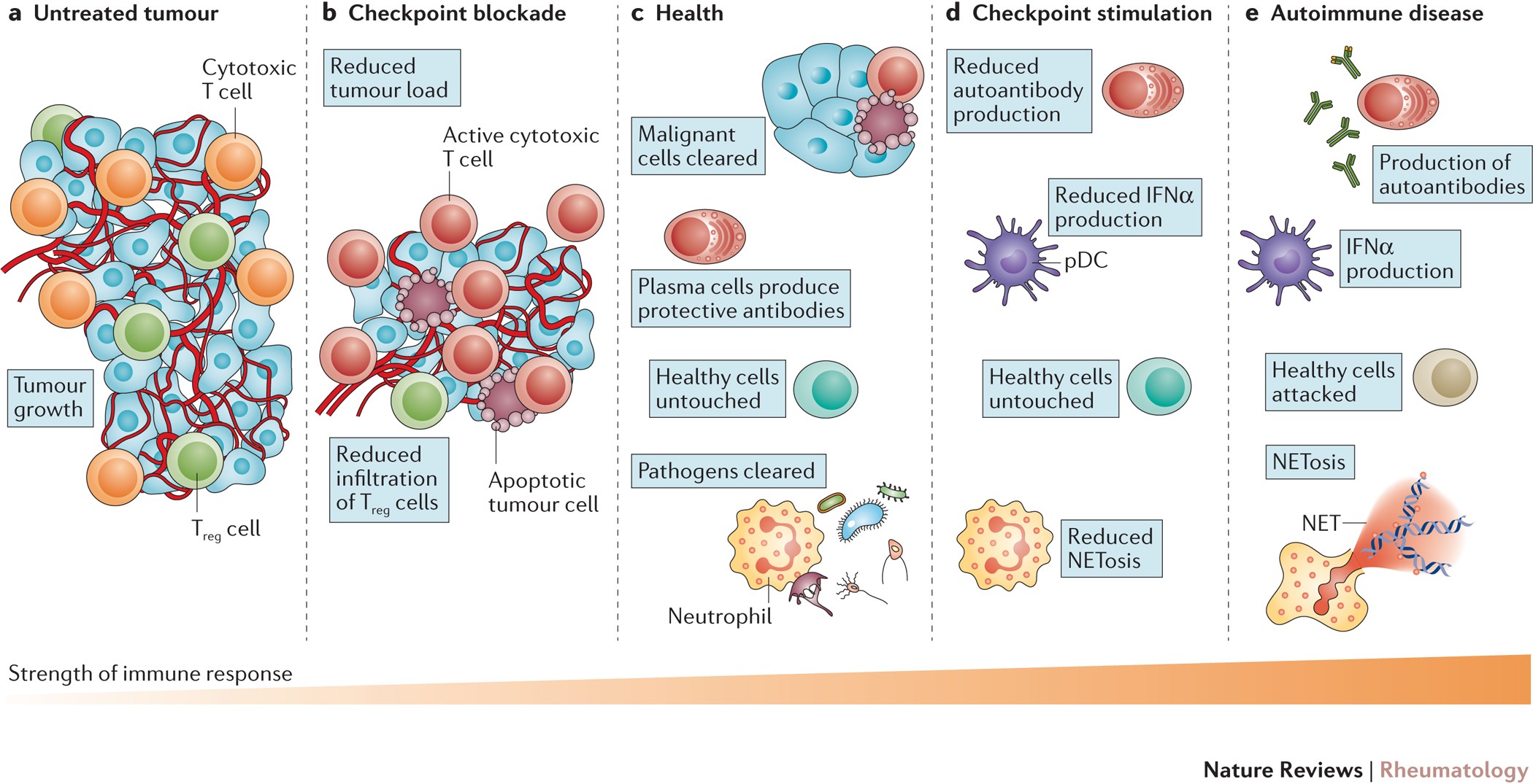Ниволумаб механизм действия. Immune check point inhibitors adverse. Ипилимумаб механизм действия. Immunity cancer. Immune checkpoints.
