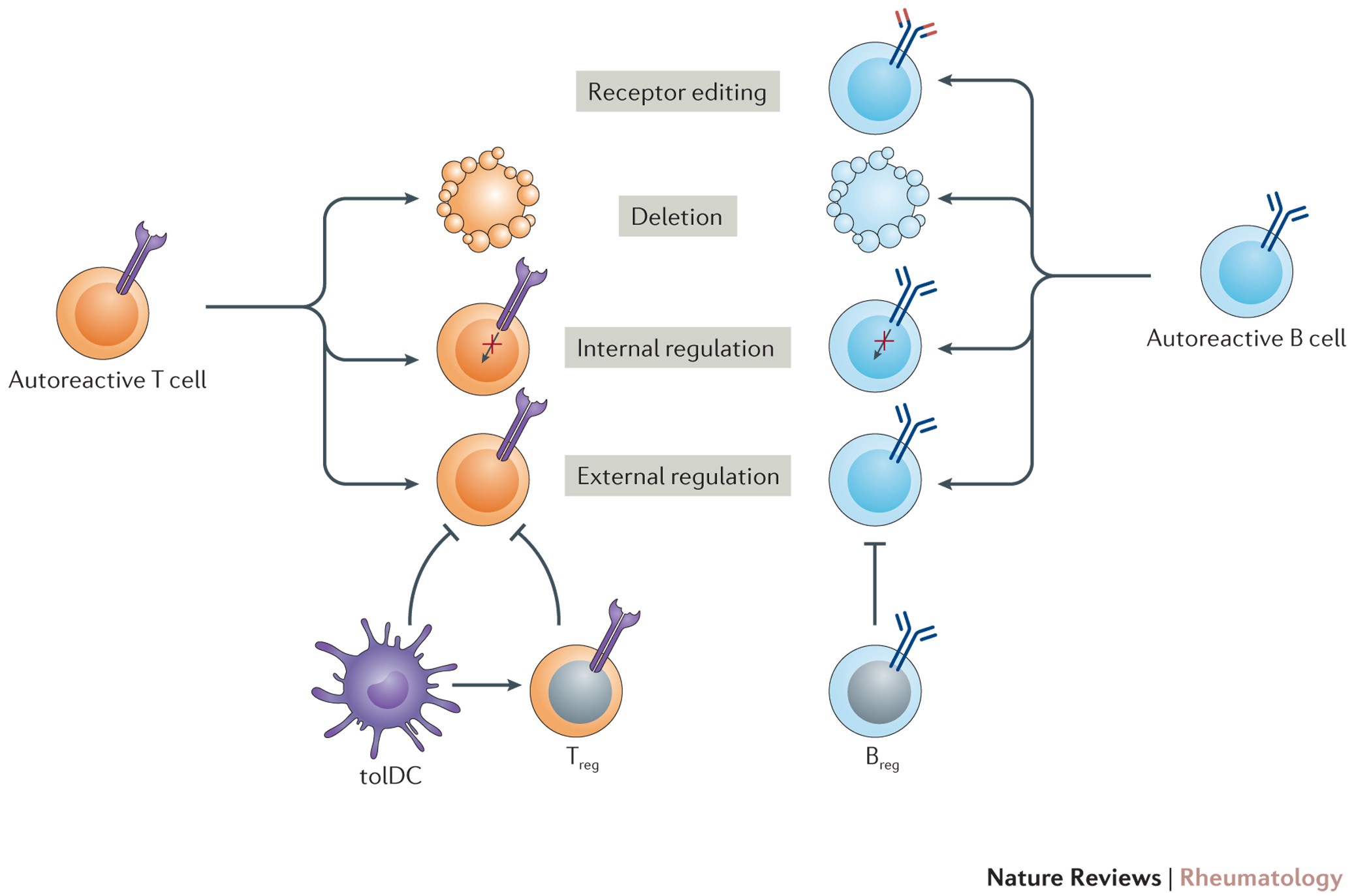 Antigen-Specific Immunotherapies In Rheumatic Diseases | Nature Reviews  Rheumatology Antigen-Specific Immunotherapies In Rheumatic Diseases | Nature Reviews  Rheumatology