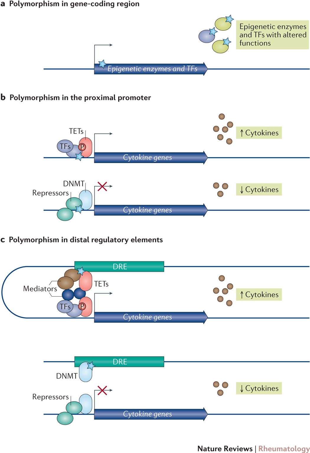 New insights into the epigenetics of inflammatory rheumatic diseases |  Nature Reviews Rheumatology